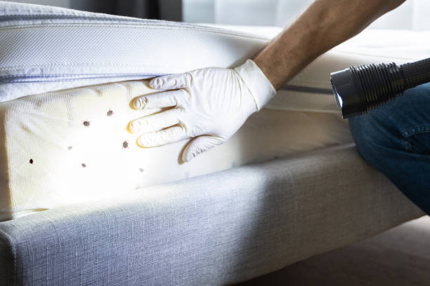 Best Best Pest Control Companies  in Queens, NY