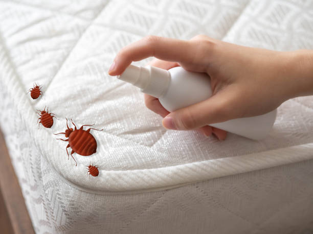 Best Affordable Pest Control Services  in Queens, NY