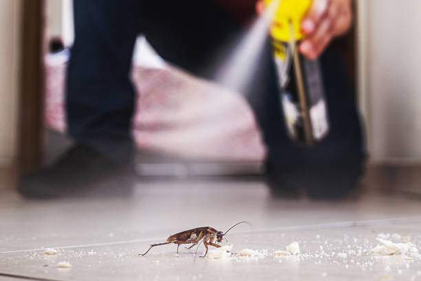 Best Cockroach Control Services  in Queens, NY
