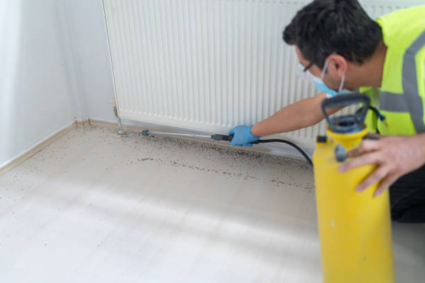 Trusted Queens, NY Pest Control Experts